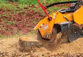 Best Storm Damage Tree Cleanup  in Progreso, TX