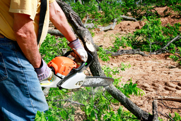 Best Lawn Grading and Leveling  in Progreso, TX